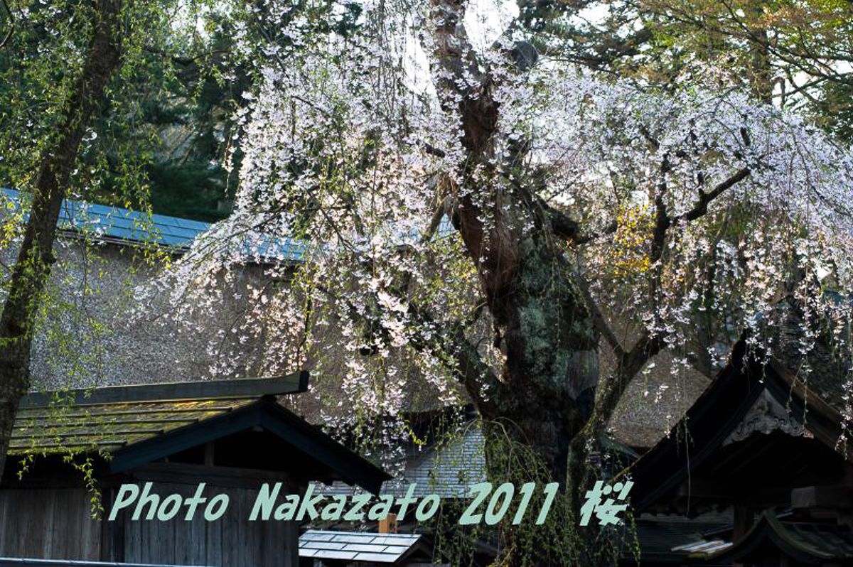 角舘の桜